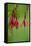 Fuchsia Magellanica-Bob Gibbons-Framed Premier Image Canvas