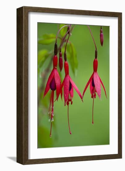 Fuchsia Magellanica-Bob Gibbons-Framed Photographic Print