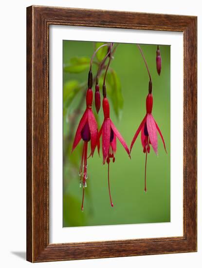 Fuchsia Magellanica-Bob Gibbons-Framed Photographic Print