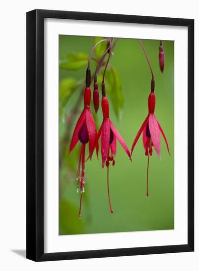 Fuchsia Magellanica-Bob Gibbons-Framed Photographic Print