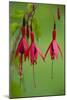 Fuchsia Magellanica-Bob Gibbons-Mounted Photographic Print