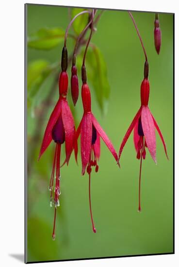 Fuchsia Magellanica-Bob Gibbons-Mounted Photographic Print