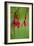 Fuchsia Magellanica-Bob Gibbons-Framed Photographic Print