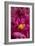 Fuchsia Peonies I-Karyn Millet-Framed Photo