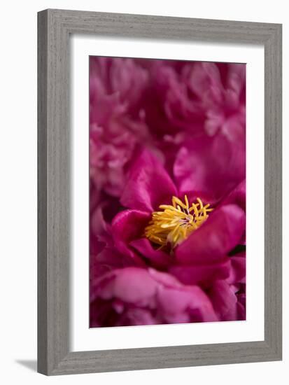 Fuchsia Peonies I-Karyn Millet-Framed Photo