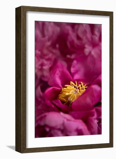 Fuchsia Peonies I-Karyn Millet-Framed Photo