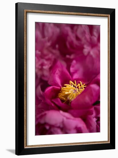 Fuchsia Peonies I-Karyn Millet-Framed Photo