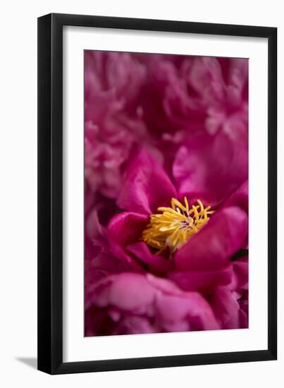 Fuchsia Peonies I-Karyn Millet-Framed Photo