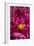 Fuchsia Peonies I-Karyn Millet-Framed Photo