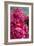 Fuchsia Peonies II-Karyn Millet-Framed Photo