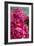 Fuchsia Peonies II-Karyn Millet-Framed Photo