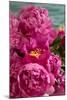 Fuchsia Peonies II-Karyn Millet-Mounted Photo