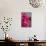 Fuchsia Peonies II-Karyn Millet-Mounted Photo displayed on a wall