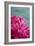 Fuchsia Peonies III-Karyn Millet-Framed Photo