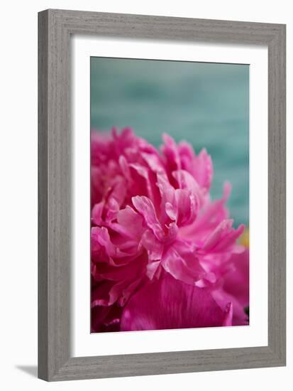 Fuchsia Peonies III-Karyn Millet-Framed Photo