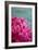 Fuchsia Peonies III-Karyn Millet-Framed Photo