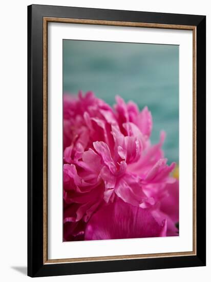 Fuchsia Peonies III-Karyn Millet-Framed Photo