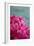 Fuchsia Peonies III-Karyn Millet-Framed Photo