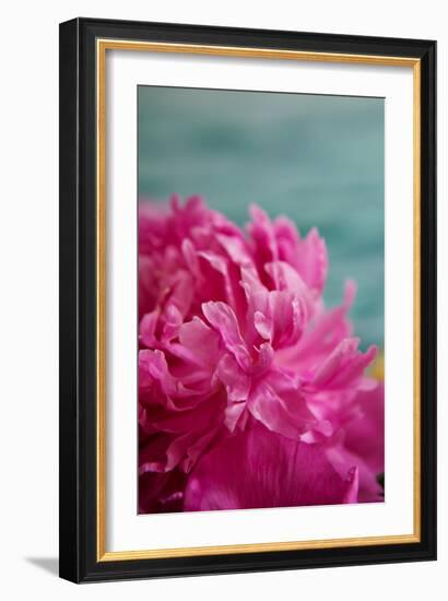 Fuchsia Peonies III-Karyn Millet-Framed Photo