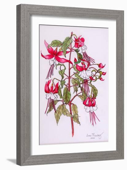 Fuchsias, 2000-Joan Thewsey-Framed Giclee Print