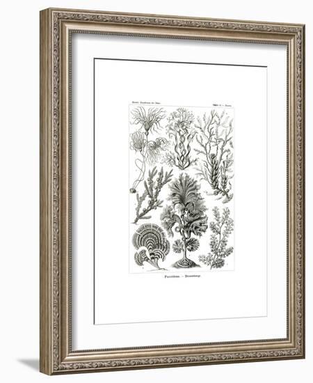 Fucoideae, 1899-1904-null-Framed Giclee Print