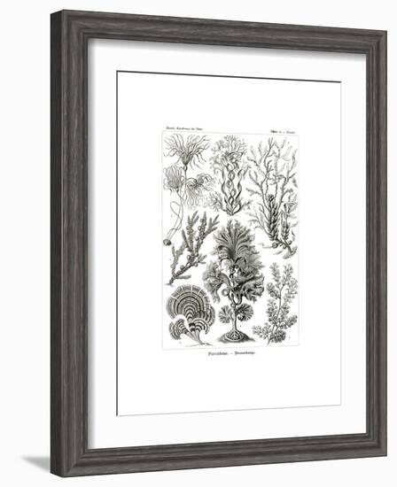 Fucoideae, 1899-1904-null-Framed Giclee Print