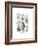 Fucoideae, 1899-1904-null-Framed Giclee Print