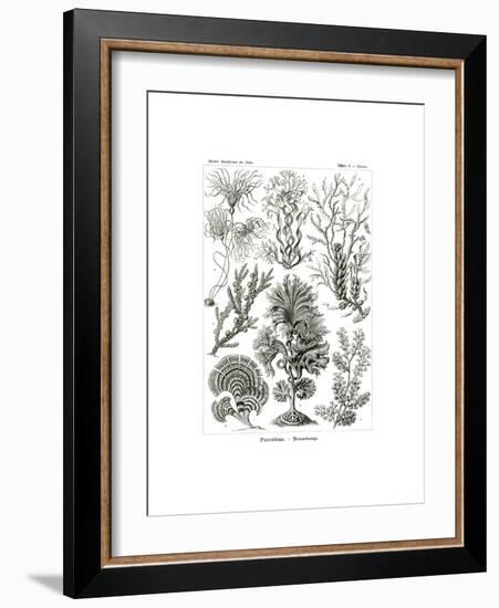 Fucoideae, 1899-1904-null-Framed Giclee Print