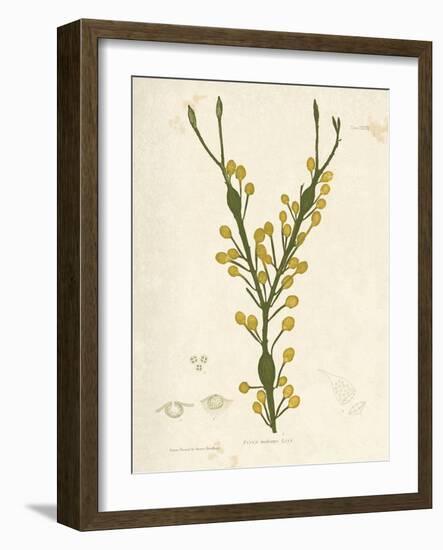 Fucus nodosus-Henry Bradbury-Framed Giclee Print