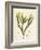 Fucus serratus-Henry Bradbury-Framed Giclee Print