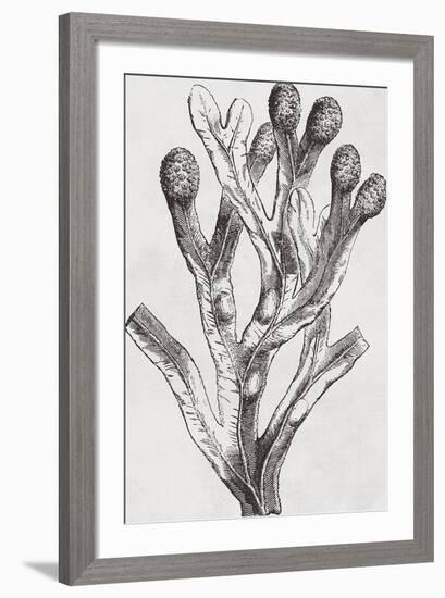 Fucus vesiculosus - Noir-Maria Mendez-Framed Giclee Print