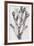 Fucus vesiculosus - Noir-Maria Mendez-Framed Giclee Print