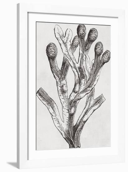 Fucus vesiculosus - Noir-Maria Mendez-Framed Giclee Print