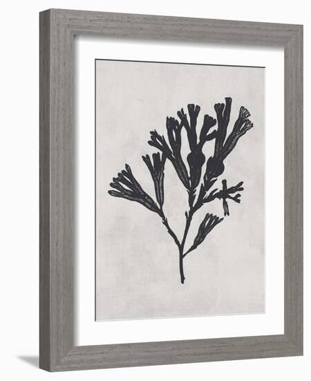 Fucus vesiculosus - Noir-Henry Bradbury-Framed Giclee Print