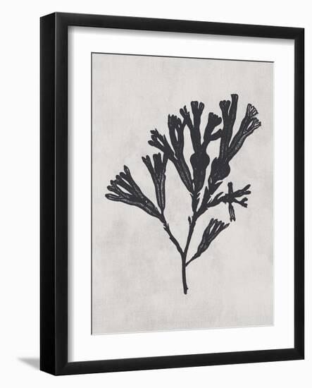 Fucus vesiculosus - Noir-Henry Bradbury-Framed Giclee Print