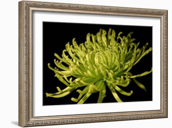 Fuji Mum II-Renee W. Stramel-Framed Art Print