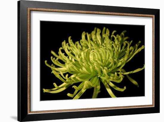 Fuji Mum II-Renee W. Stramel-Framed Art Print