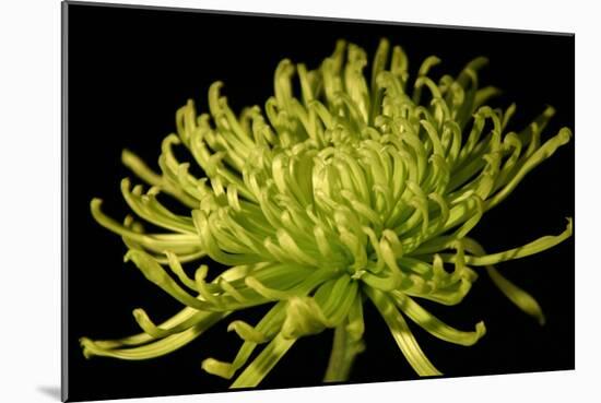 Fuji Mum II-Renee W. Stramel-Mounted Art Print