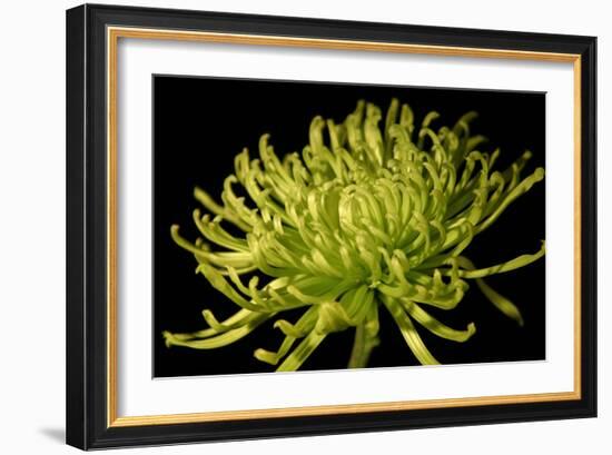 Fuji Mum II-Renee W. Stramel-Framed Art Print