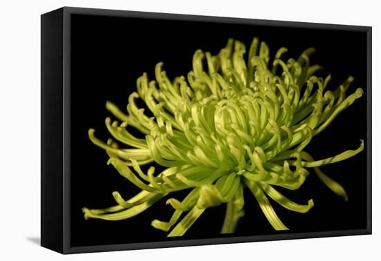 Fuji Mum II-Renee W. Stramel-Framed Stretched Canvas