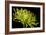 Fuji Mum III-Renee W^ Stramel-Framed Photographic Print