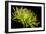 Fuji Mum III-Renee W^ Stramel-Framed Photographic Print