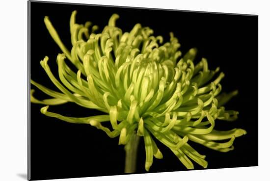 Fuji Mum III-Renee W^ Stramel-Mounted Photographic Print