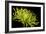 Fuji Mum III-Renee W^ Stramel-Framed Photographic Print