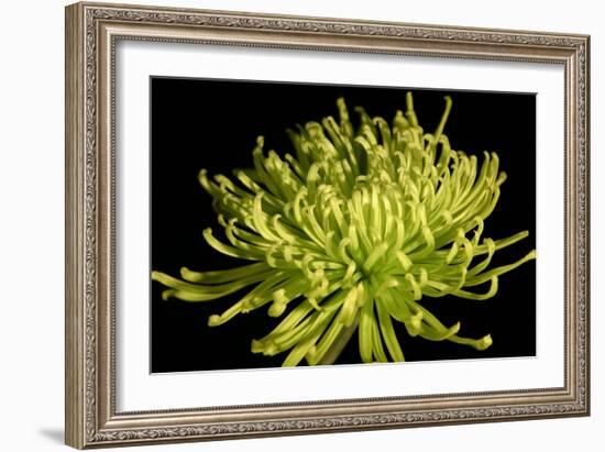 Fuji Mum IV-Renee W. Stramel-Framed Art Print