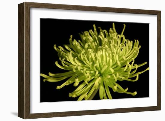 Fuji Mum IV-Renee W. Stramel-Framed Art Print