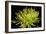 Fuji Mum IV-Renee W. Stramel-Framed Art Print