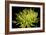 Fuji Mum IV-Renee W. Stramel-Framed Art Print