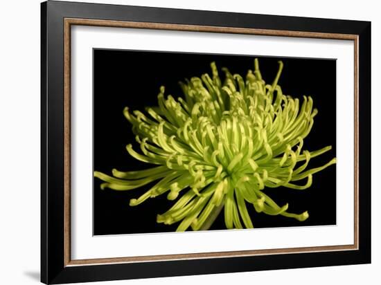 Fuji Mum IV-Renee W. Stramel-Framed Art Print