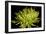 Fuji Mum IV-Renee W. Stramel-Framed Art Print